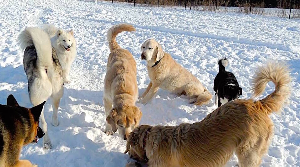 Dogs at Camp