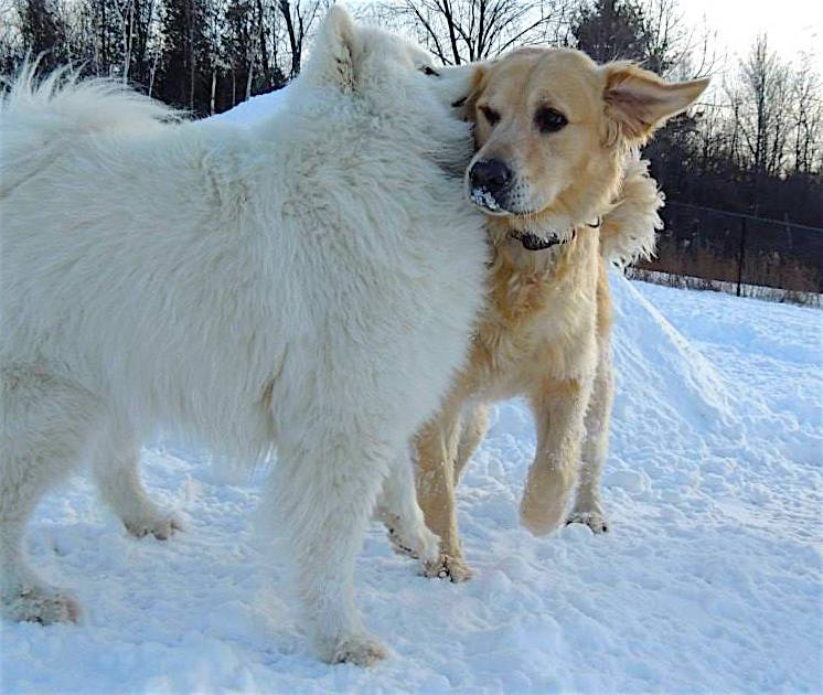 Dogs at Camp