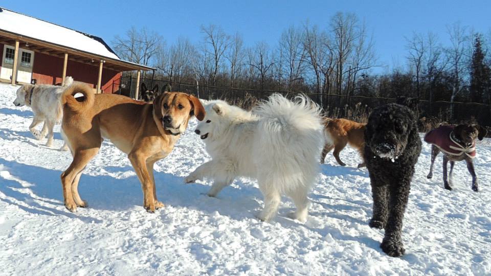 Dogs at Camp