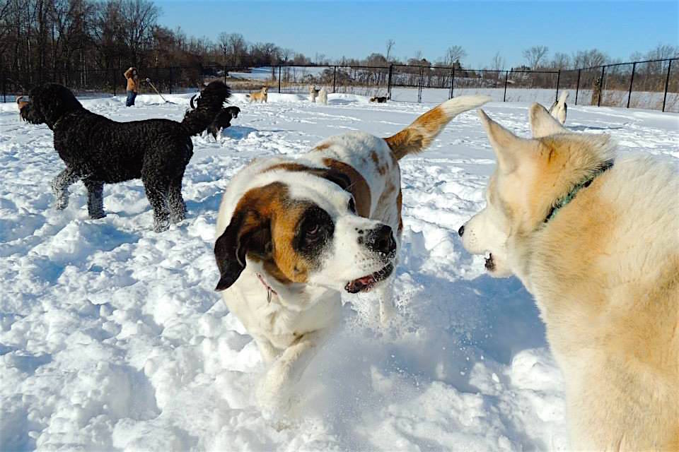 Dogs at Camp