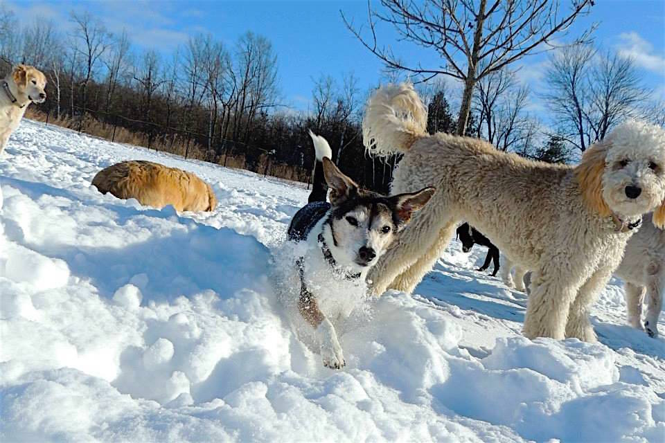 Dogs at Camp
