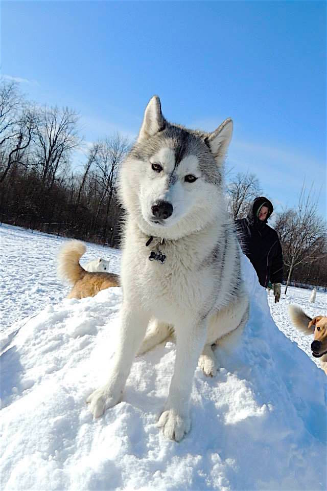 Dogs at Camp