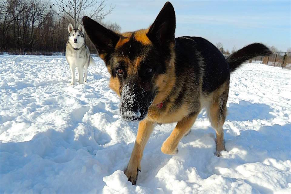 Dogs at Camp