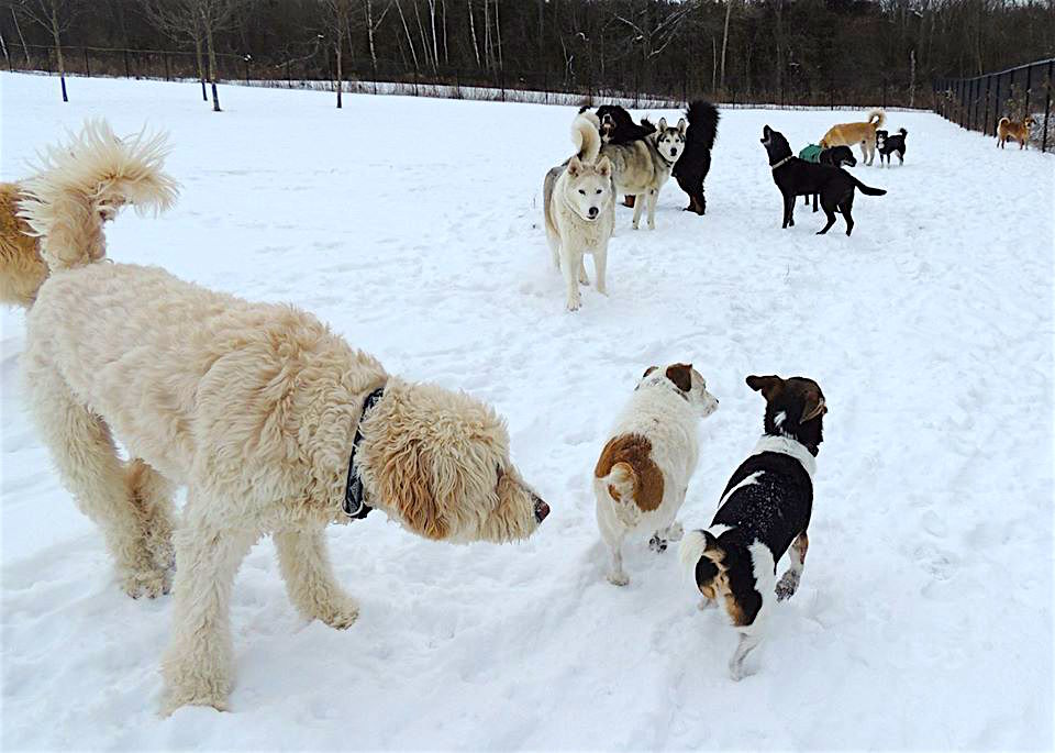 Dogs at Camp