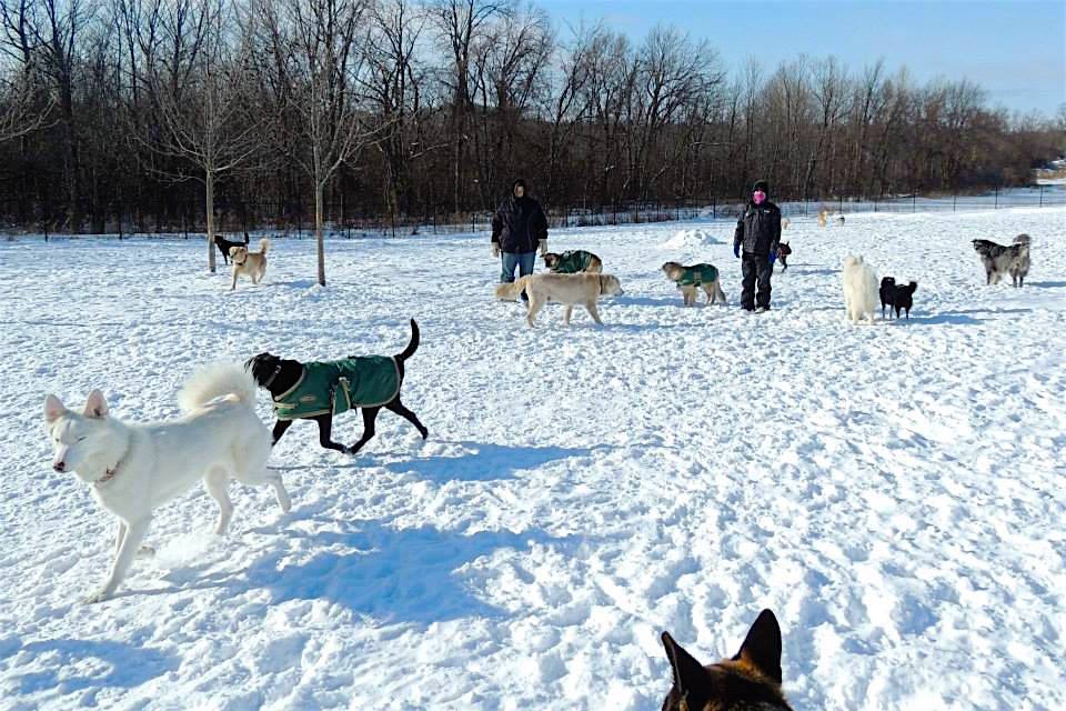 Dogs at Camp