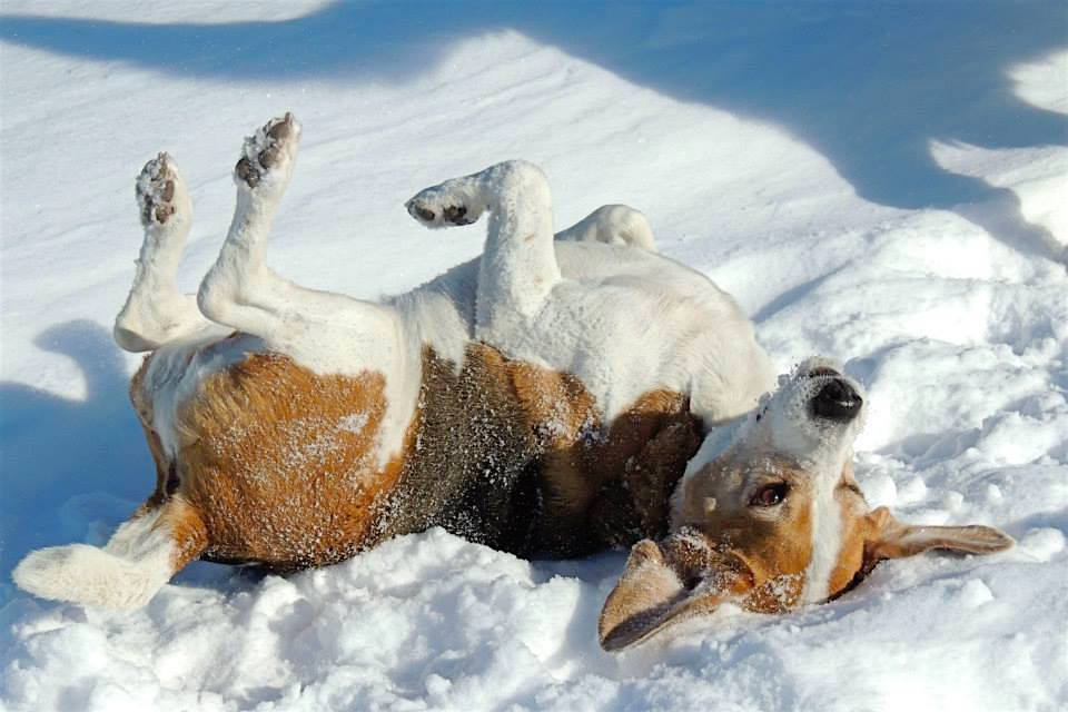 Dogs at Camp