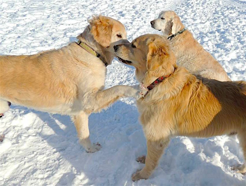 Dogs at Camp