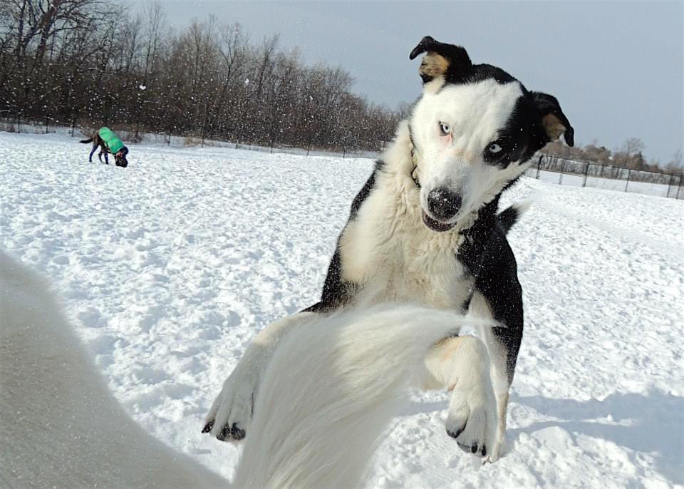 Dogs at Camp