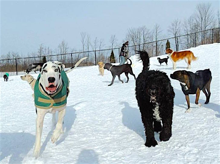 Dogs at Camp