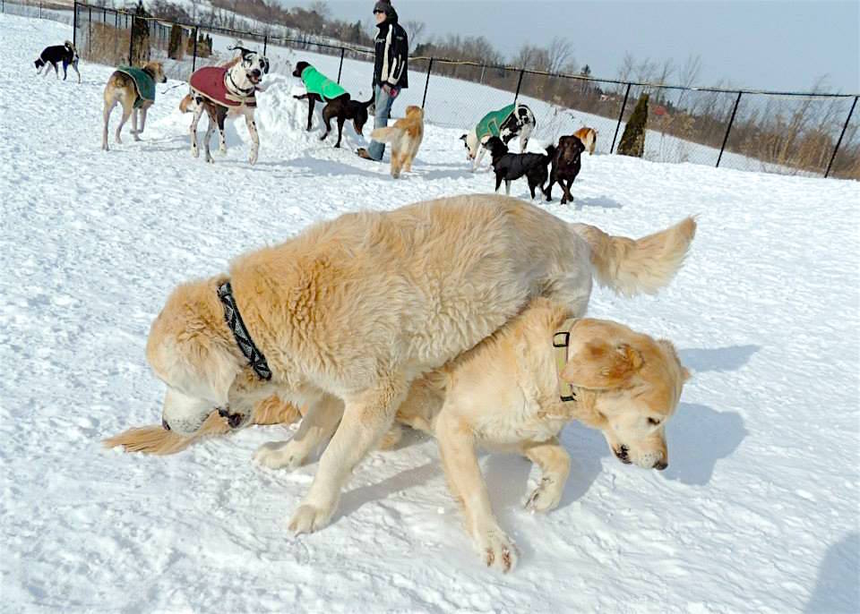 Dogs at Camp