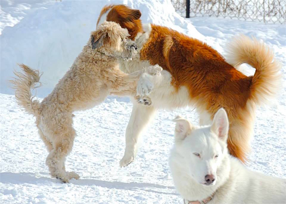 Dogs at Camp