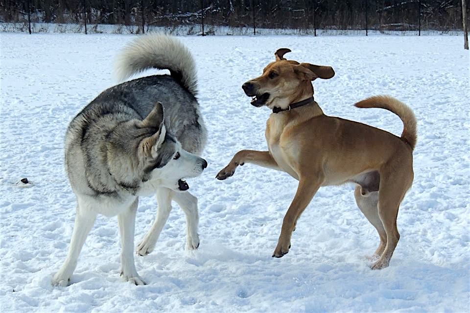 Dogs at Camp