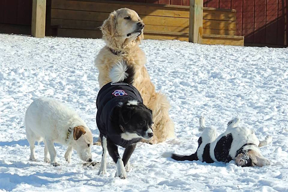 Dogs at Camp