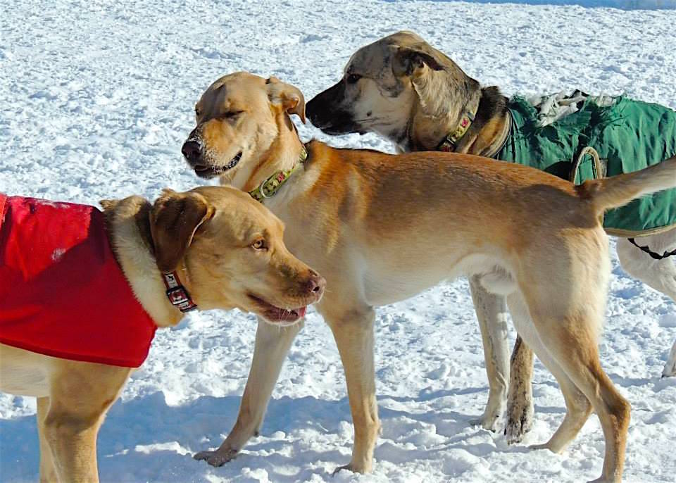 Dogs at Camp