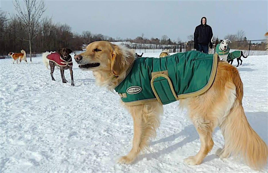 Dogs at Camp