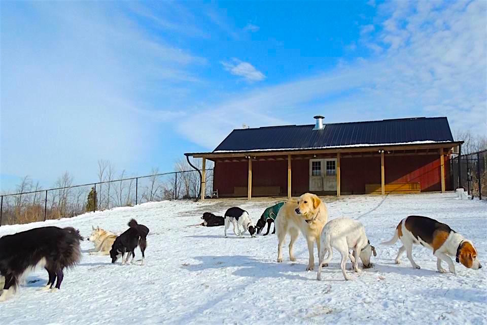Dogs at Camp