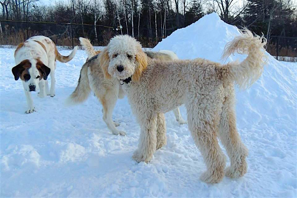 Dogs at Camp
