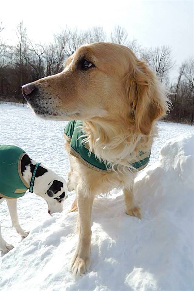 Dogs at Camp