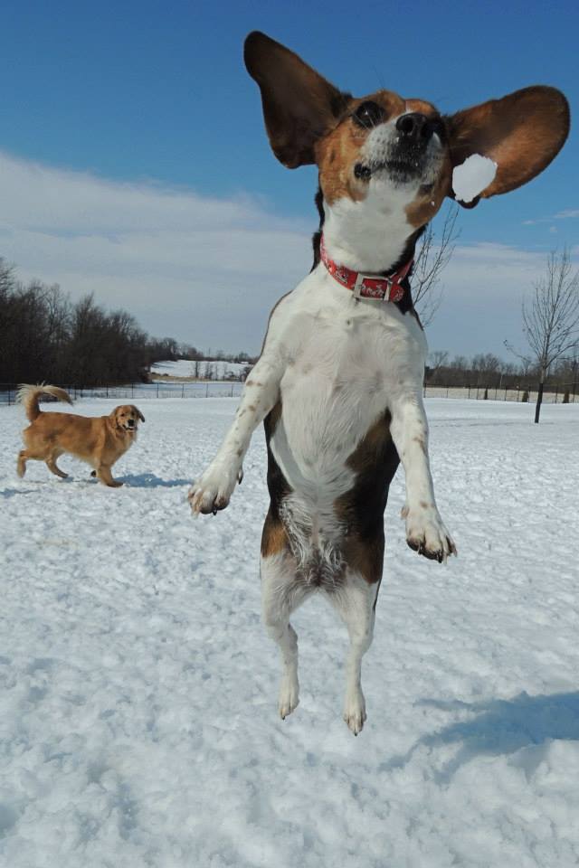 Dogs at Camp