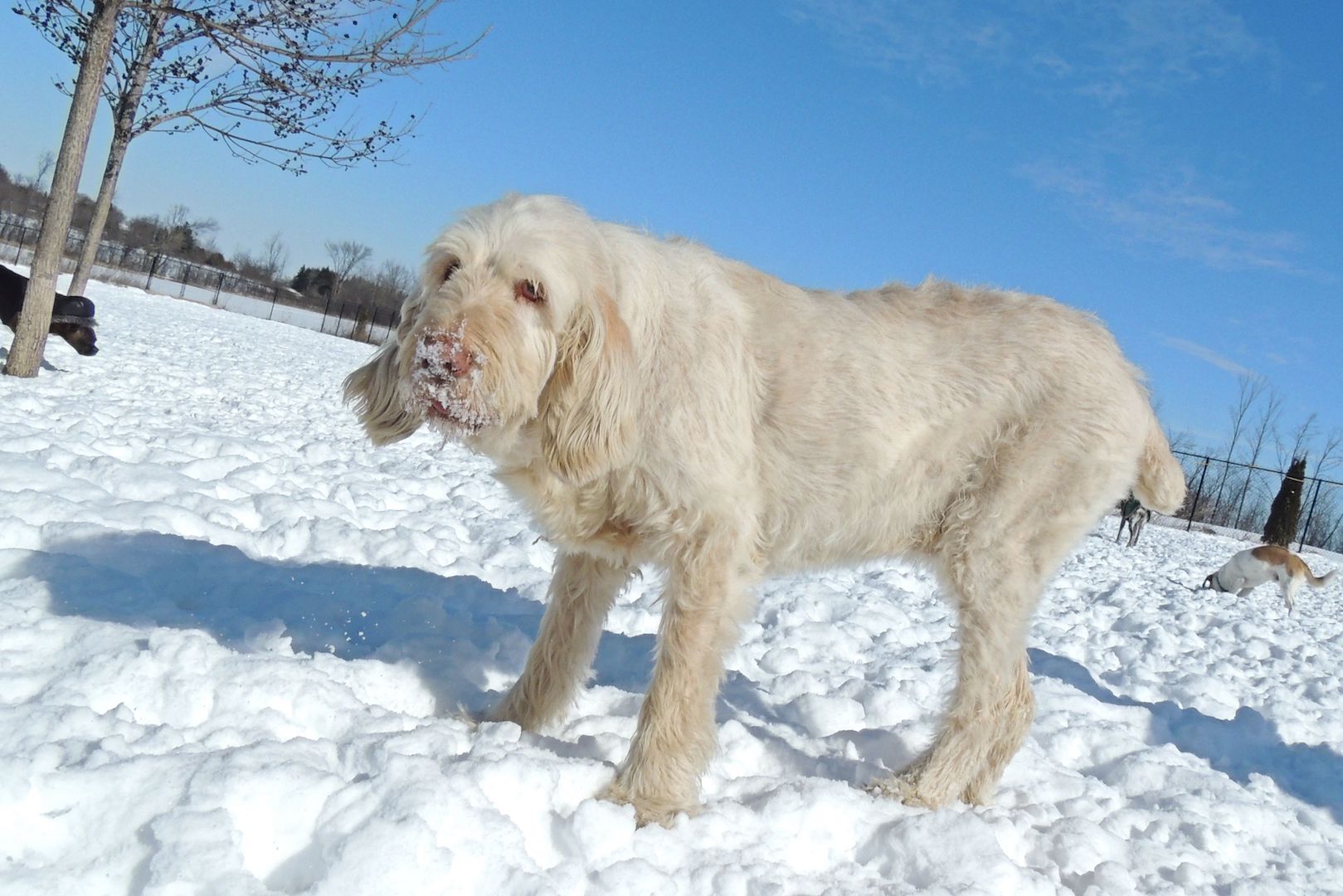 Dogs at Camp