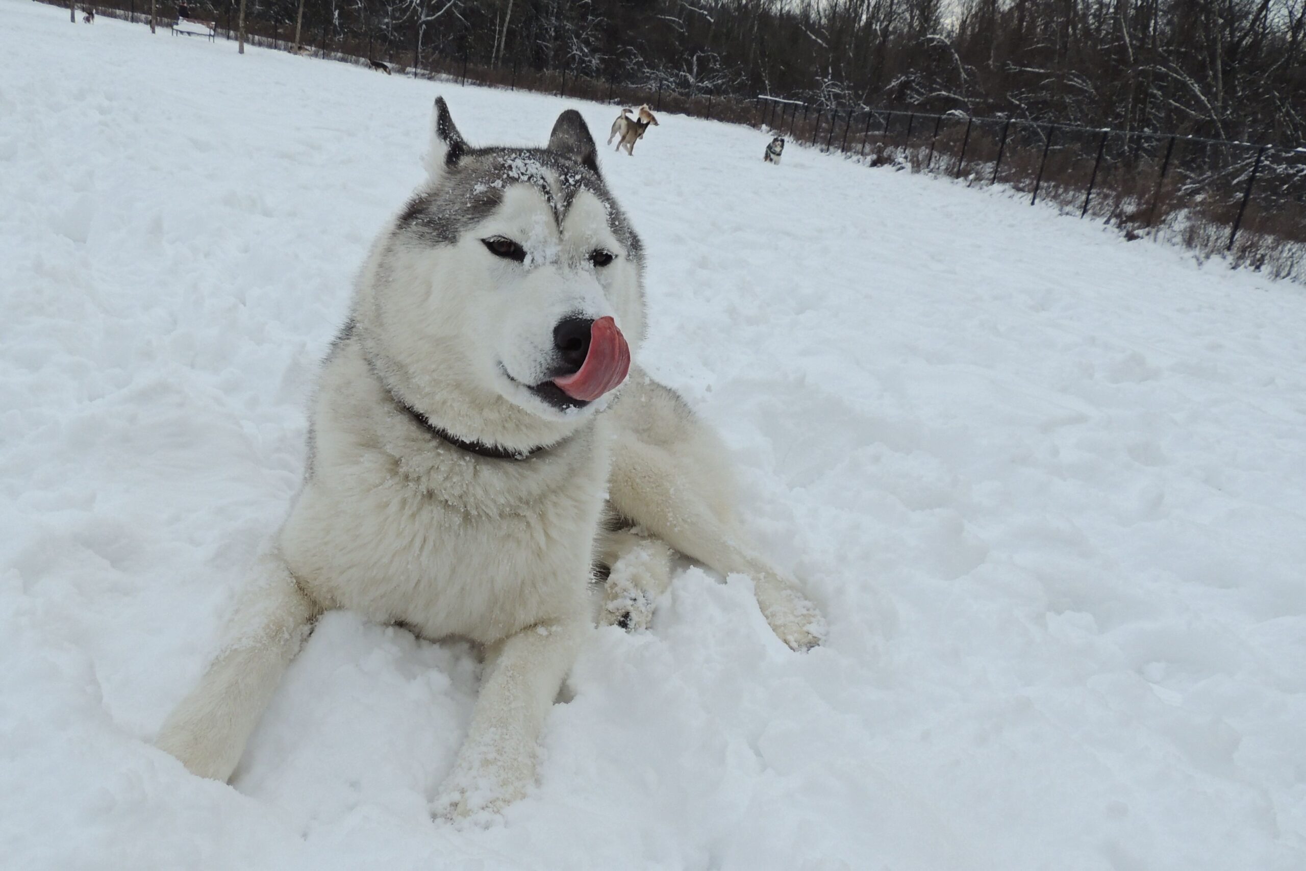 Dogs at Camp