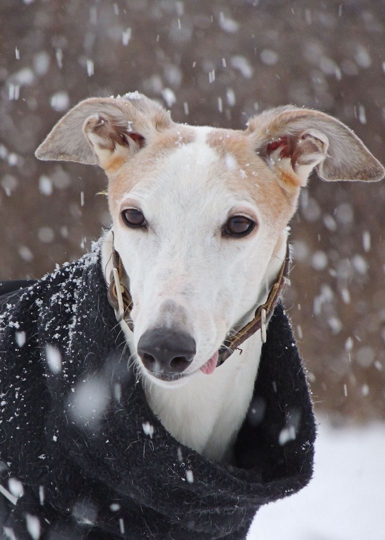 Dogs at Camp