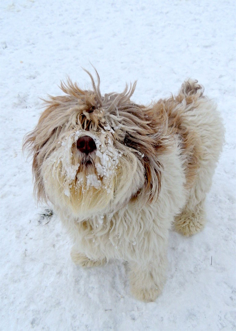 Dogs at Camp
