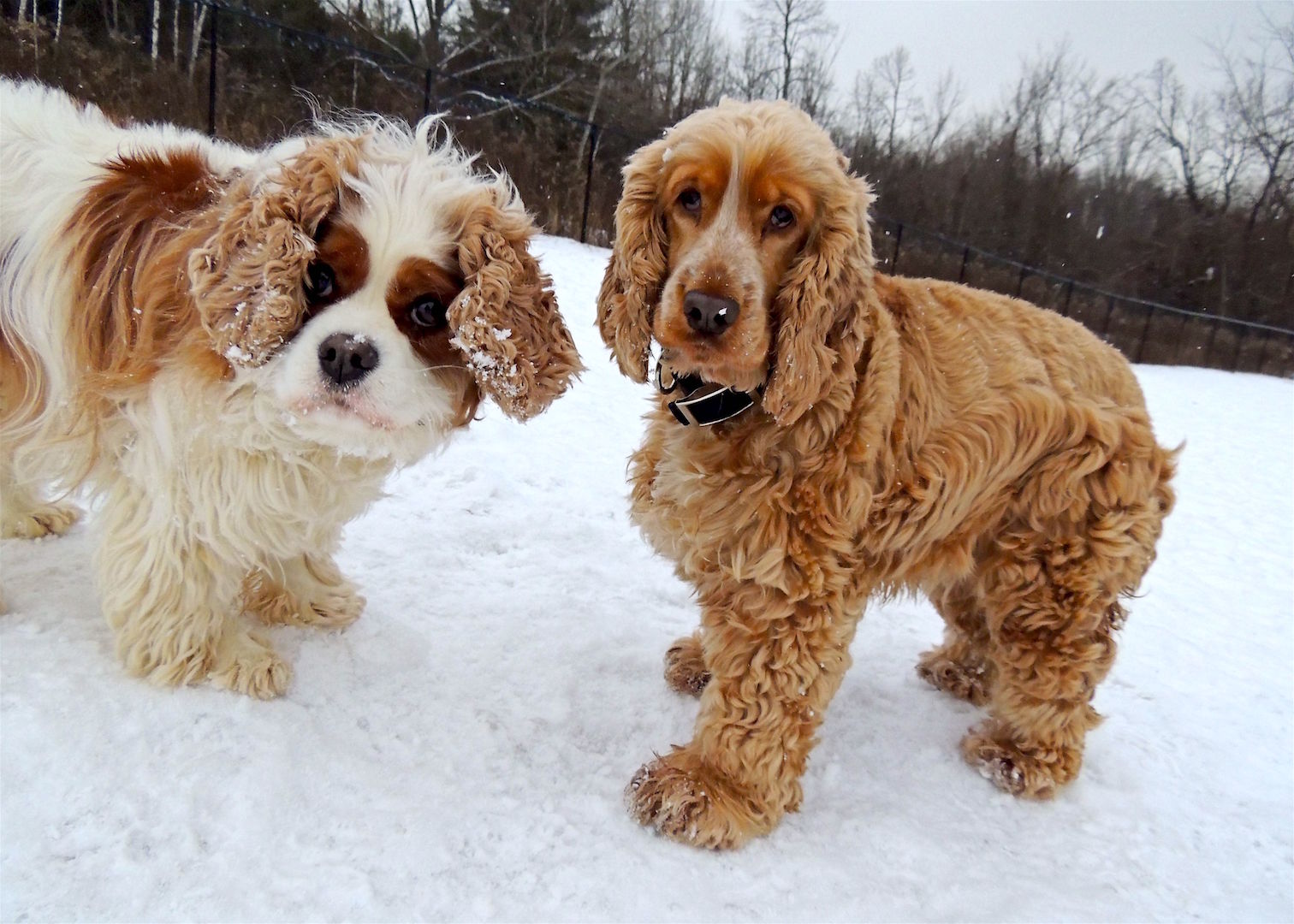 Dogs at Camp