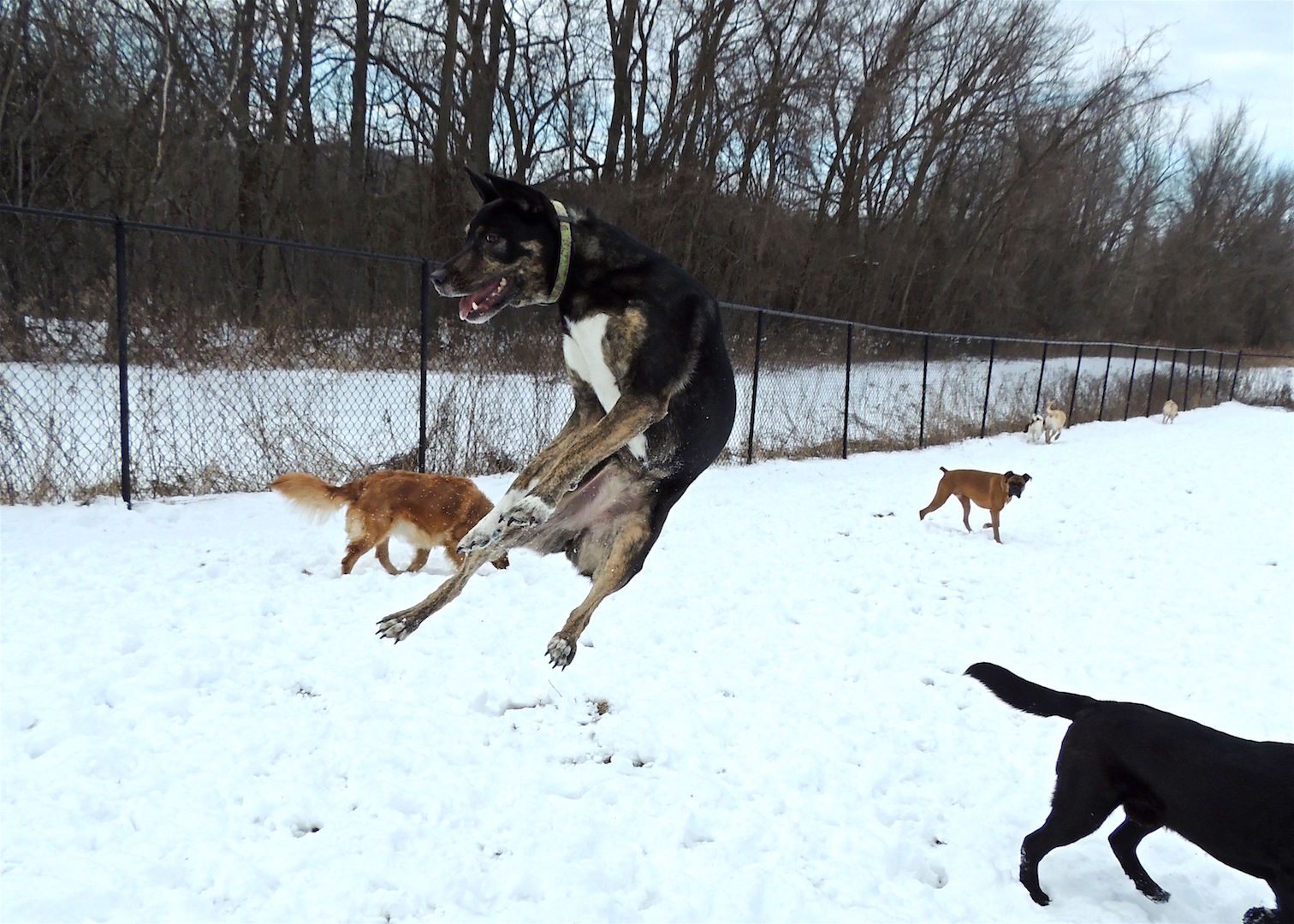 Dogs at Camp