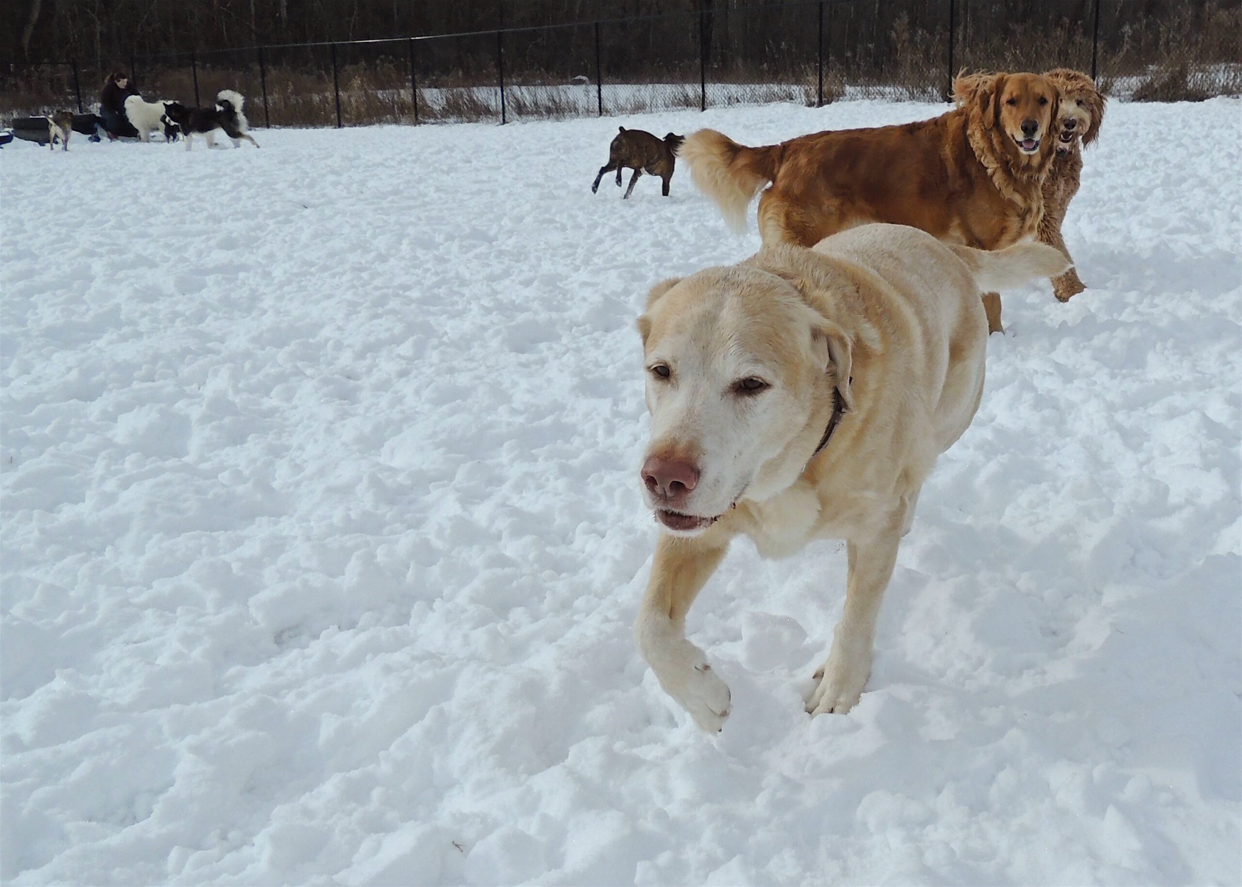 Dogs at Camp