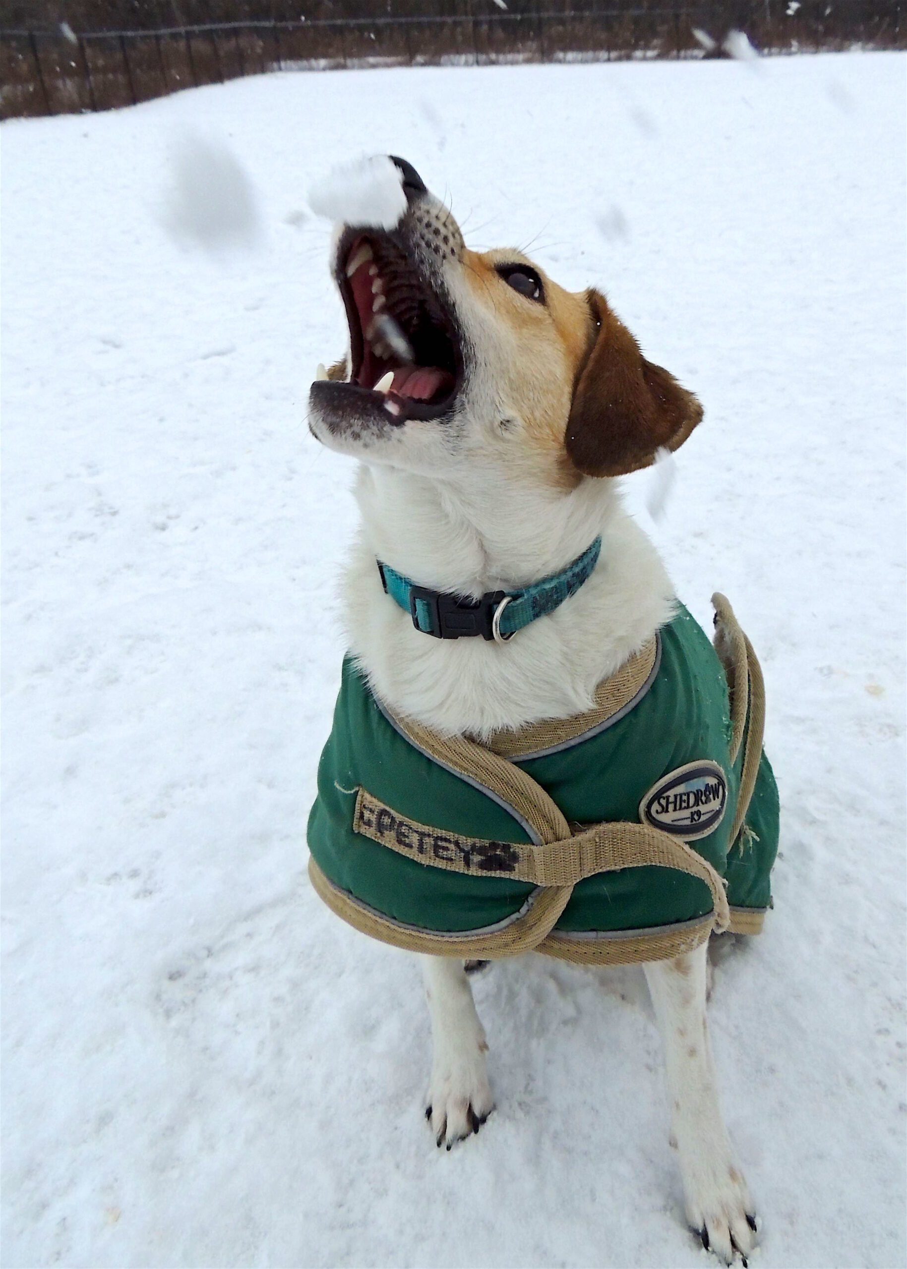 Dogs at Camp