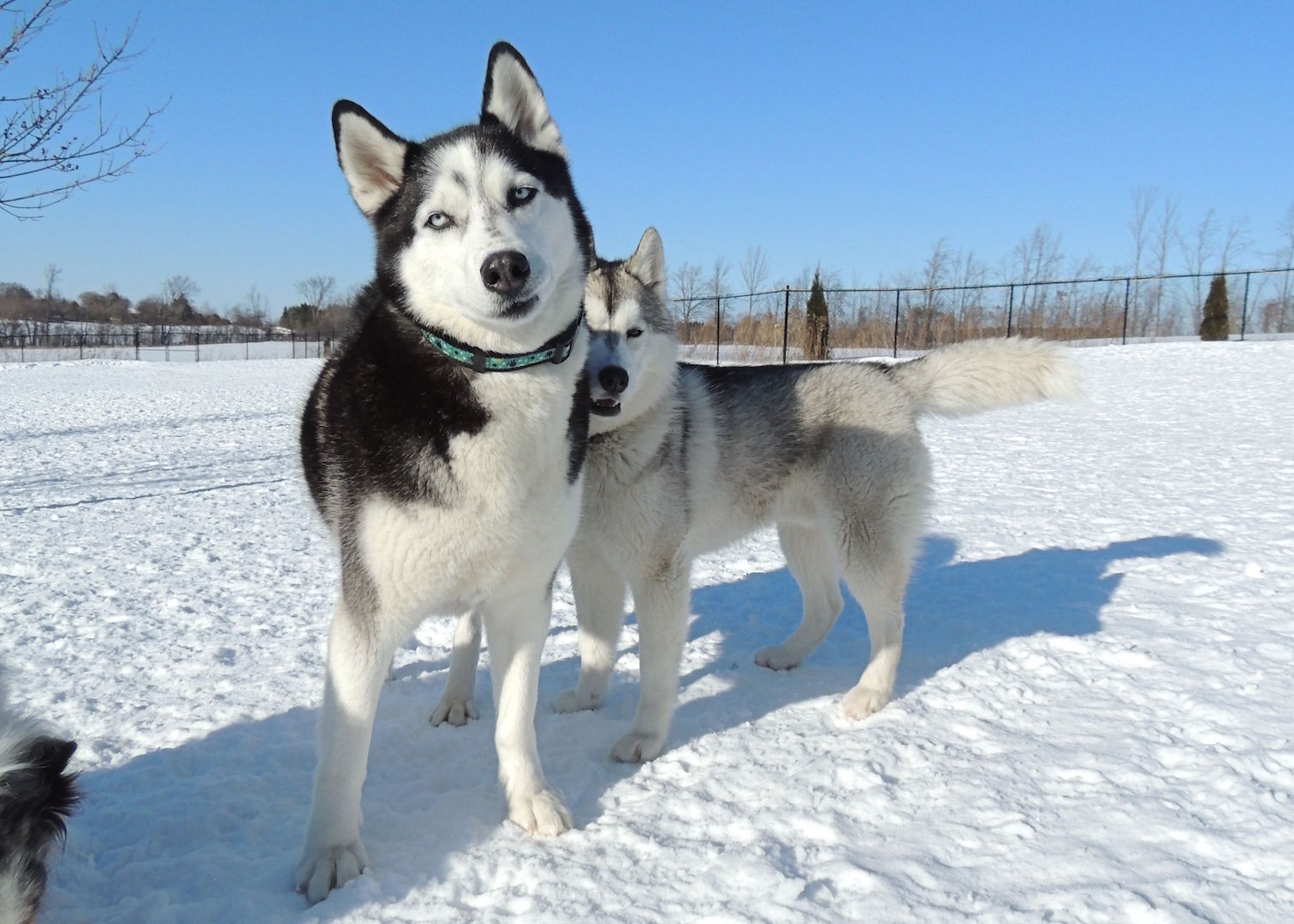 Dogs at Camp