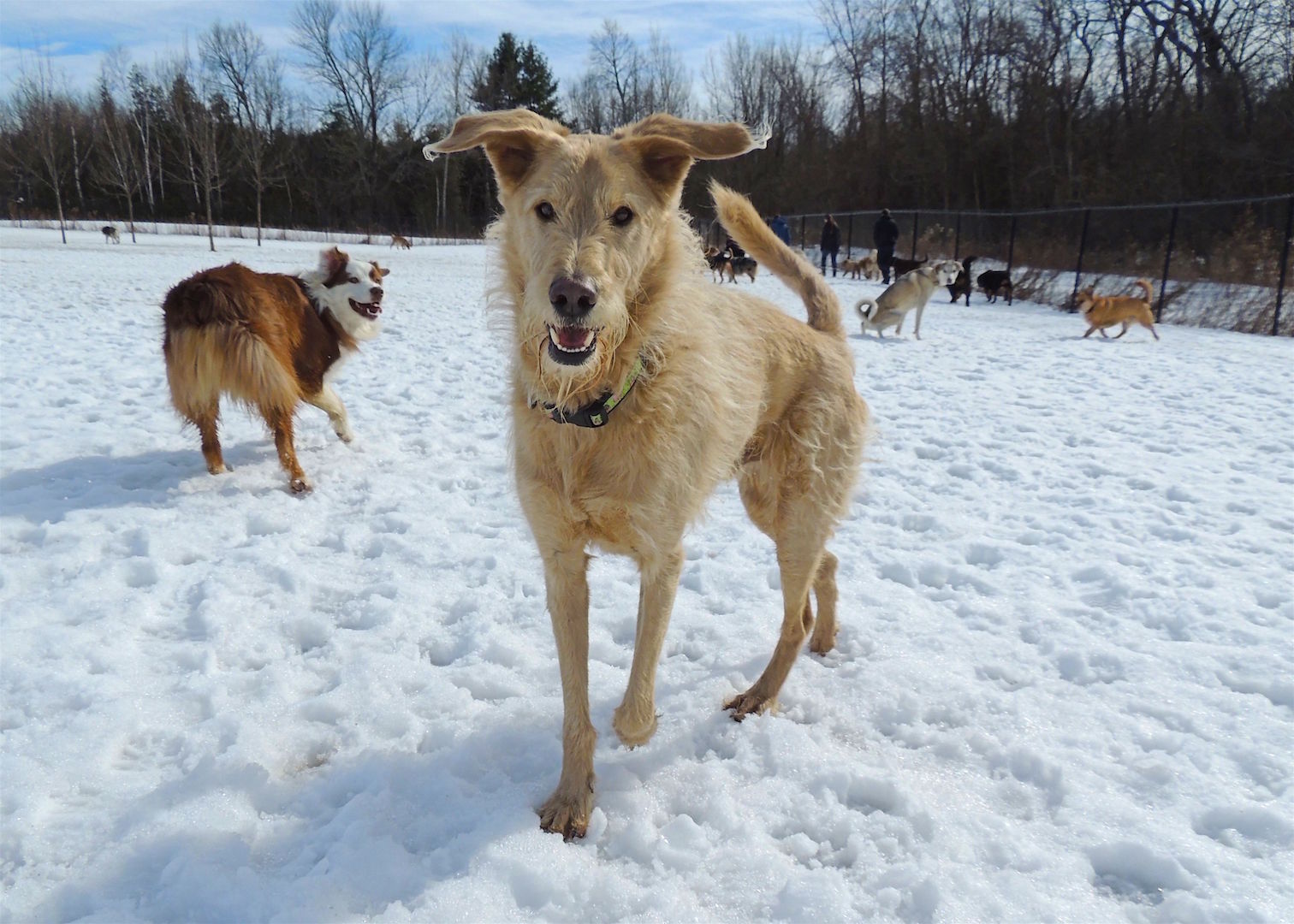 Dogs at Camp