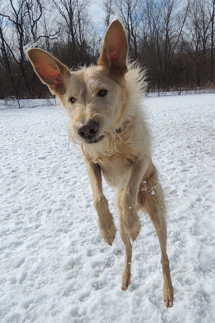 Dogs at Camp