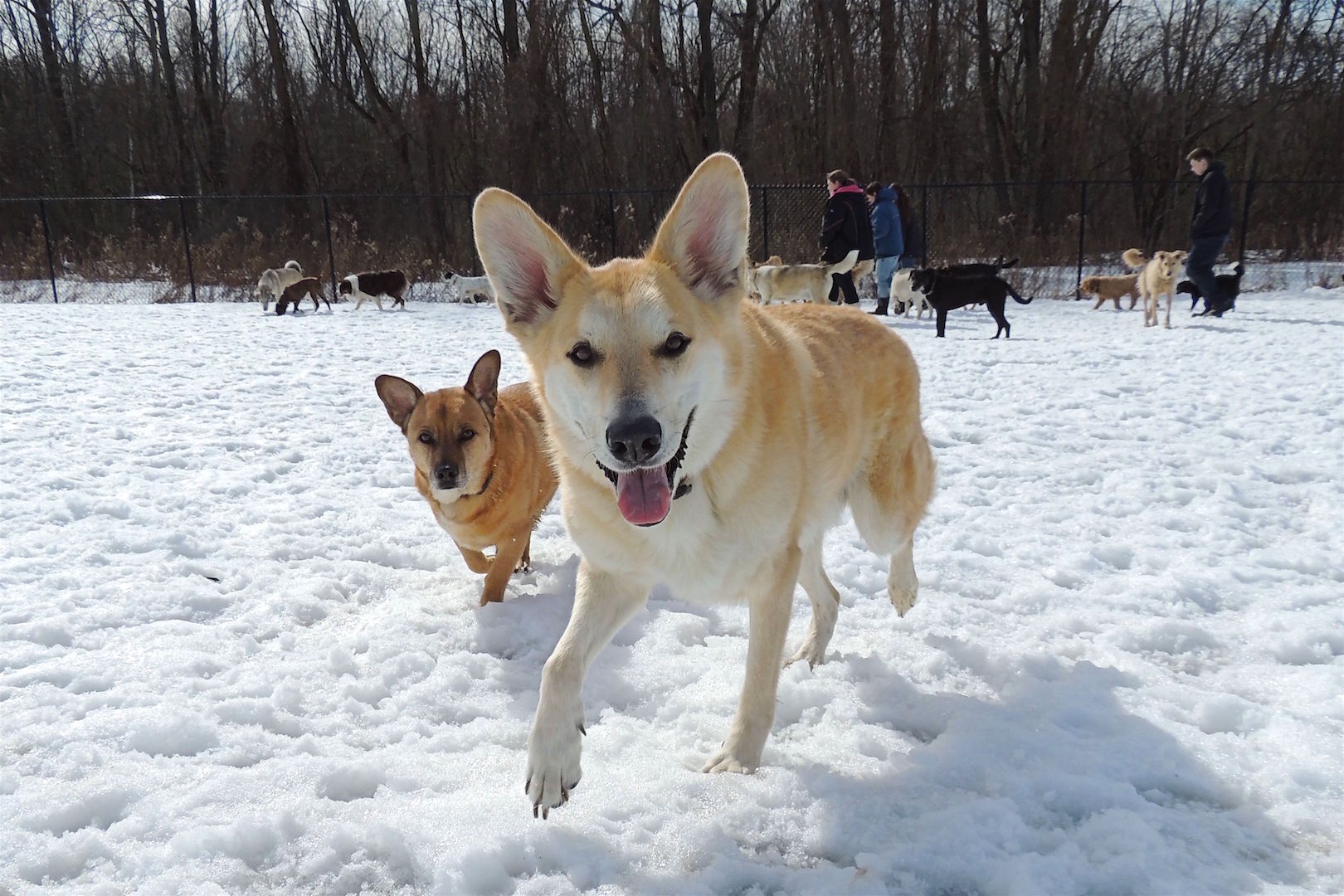 Dogs at Camp