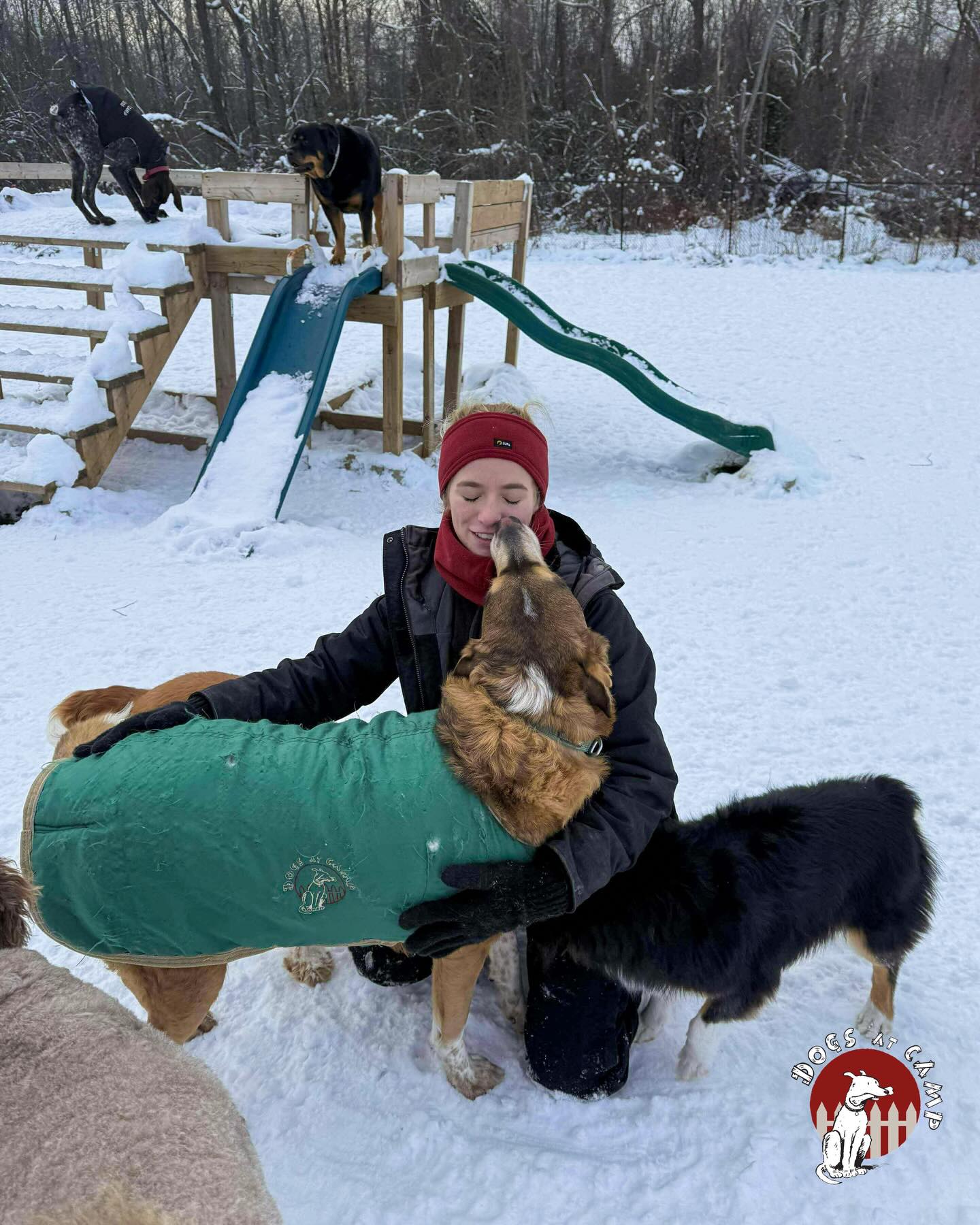 Dogs at Camp Fun