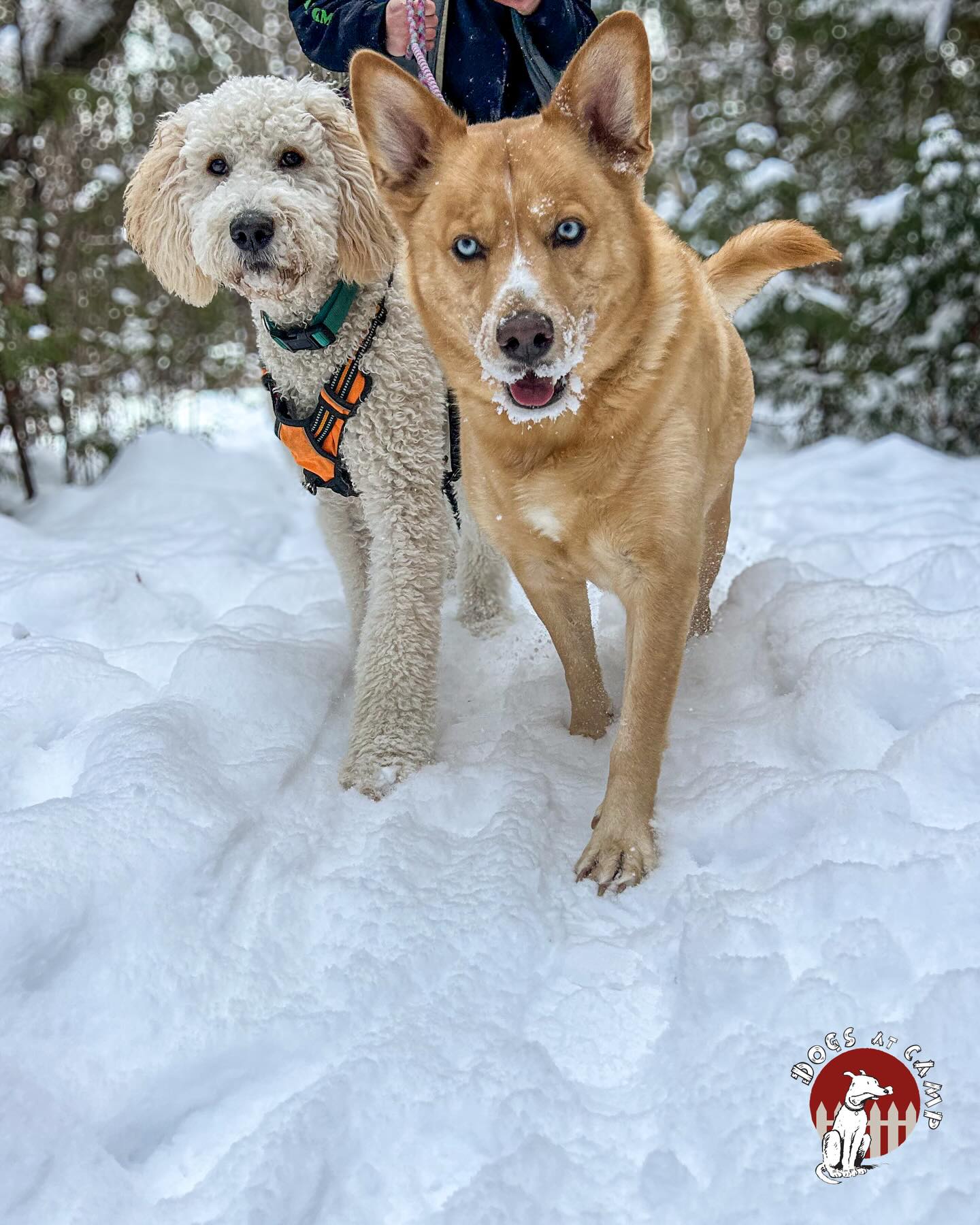 Two Camp Buddies