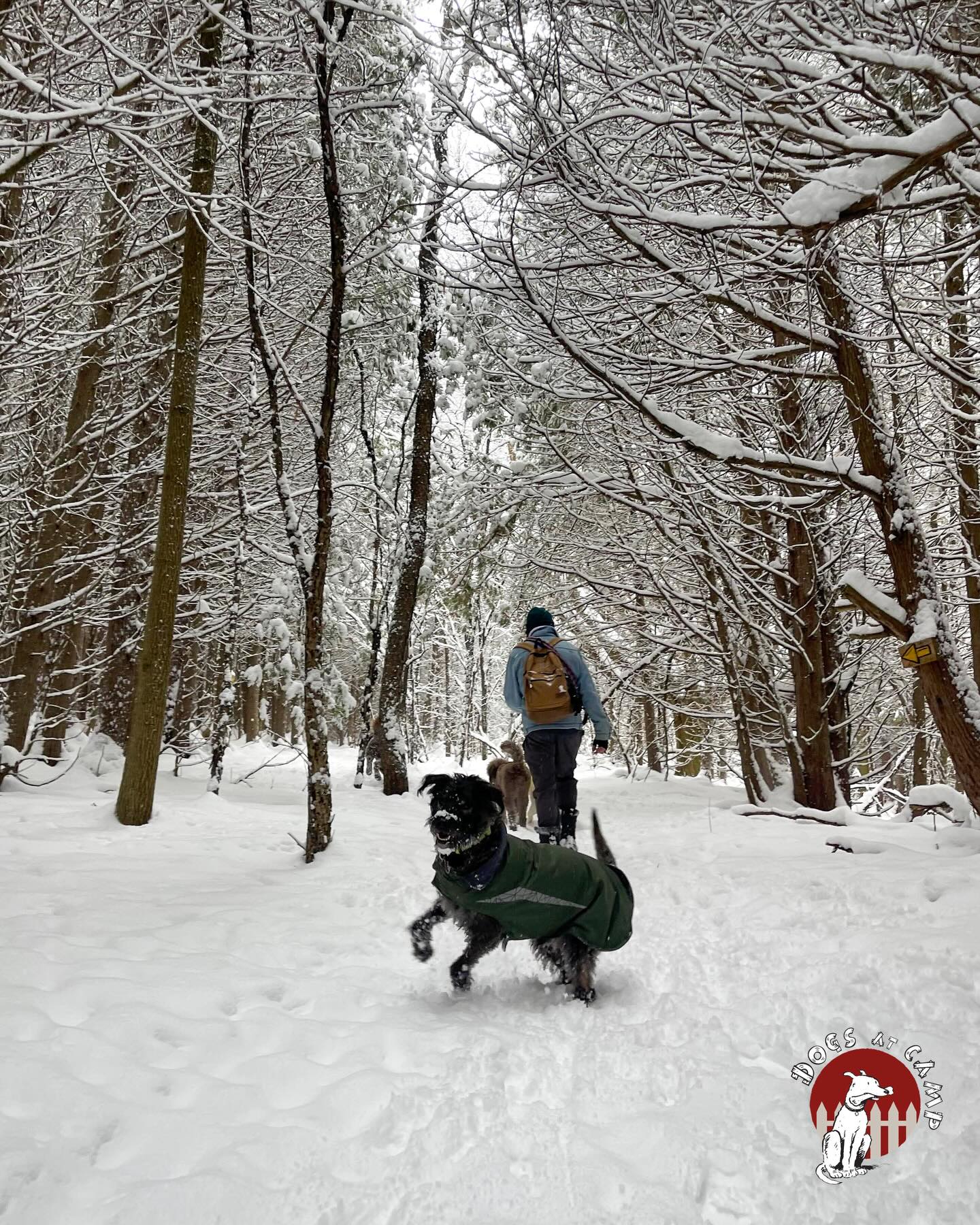 Trail Hike at Dogs at Camp.