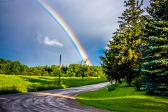 Dogs_at_Camp_Rainbow