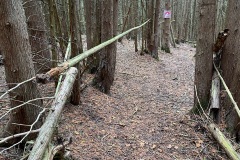 Trail