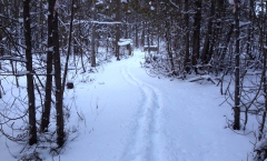 Winter_Trail