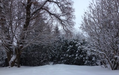 Winter_Trees