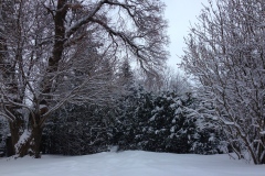 Winter_Trees