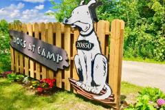 dogs_at_camp