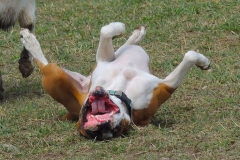 Ahhhh...back scratches!