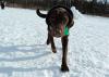 Dogs at Camp