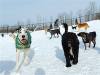 Dogs at Camp