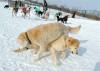 Dogs at Camp