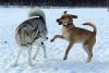 Dogs at Camp