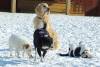 Dogs at Camp